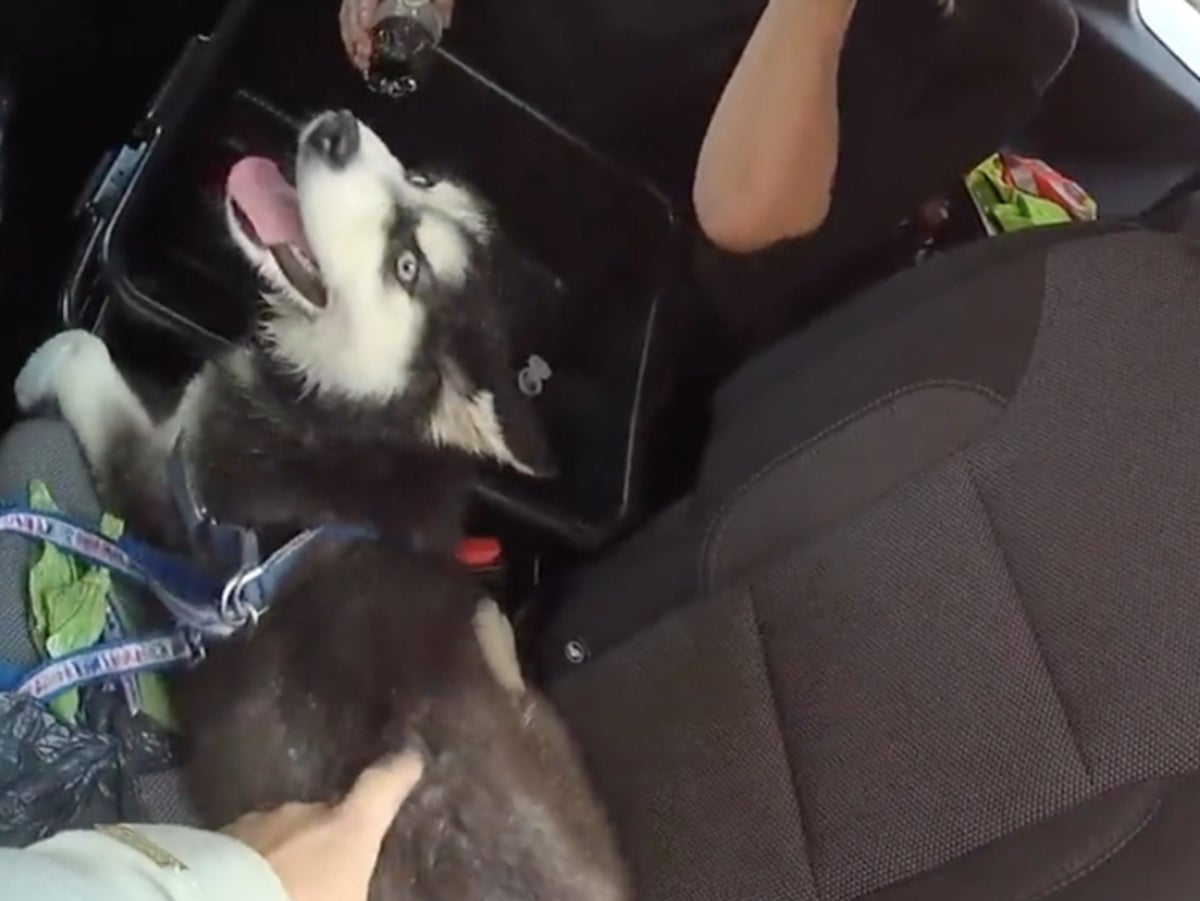 Video shows police rescuing dog that had its mouth taped in hot car, before arresting owner