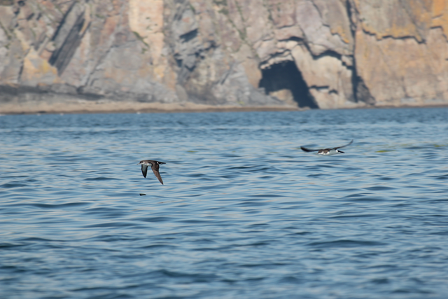 <p>Manx shearwater flying over the sea</p>