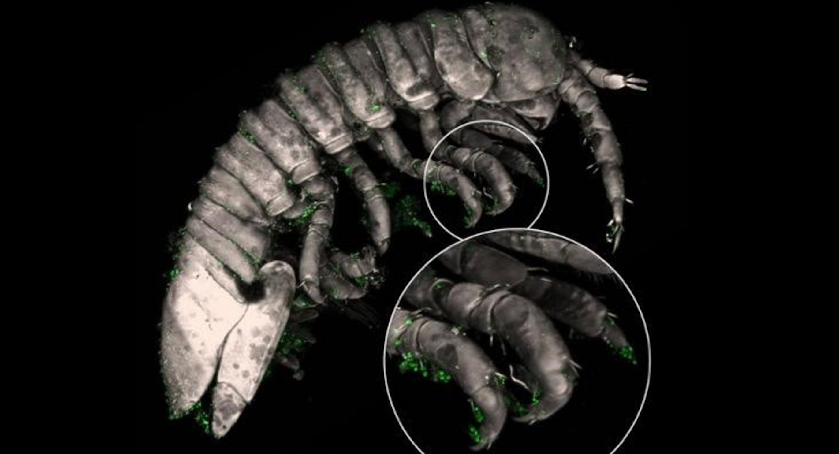 <p>Image shows algae’s spermatia clumped on the ends of the crustacean’s legs</p>