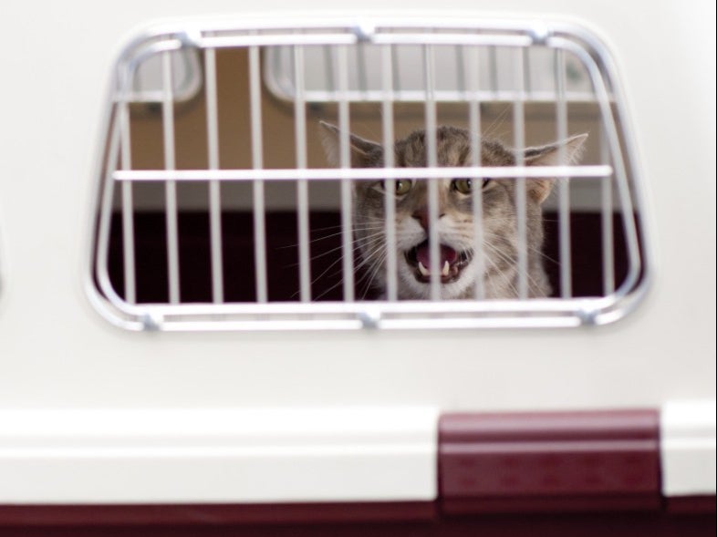 Cat in aircraft cargo carrier [file photo]