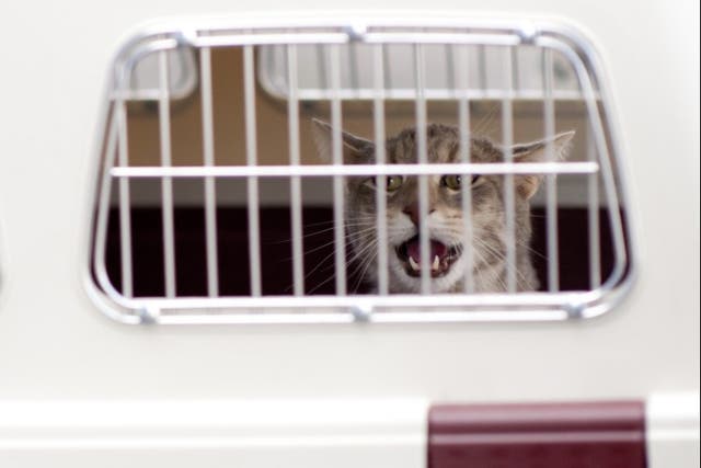 <p>Cat in aircraft cargo carrier [file photo] </p>