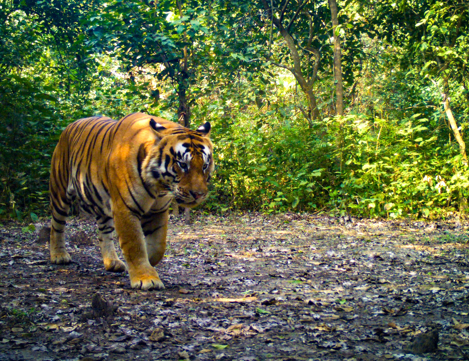 Tiger numbers in Nepal have more than doubled in the past 12 years (WWF-Nepal/PA)