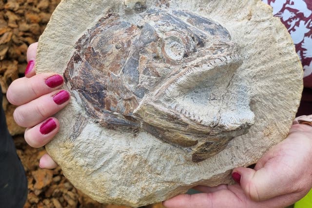<p>The fossil is very well preserved  </p>