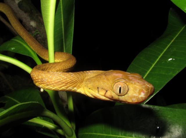 <p>The brown tree snake, which is nocturnal, was accidentally introduced to Guam in the late 1940s or early 1950s</p>