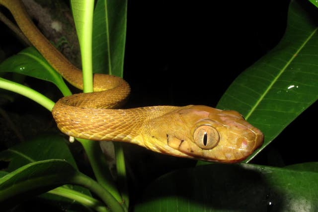 <p>The brown tree snake, which is nocturnal, was accidentally introduced to Guam in the late 1940s or early 1950s</p>