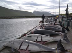 About 100 bottlenose dolphins slaughtered in new Faroe Islands hunt