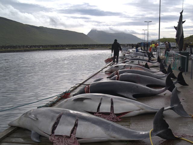 <p>The dolphins were knifed to death</p>