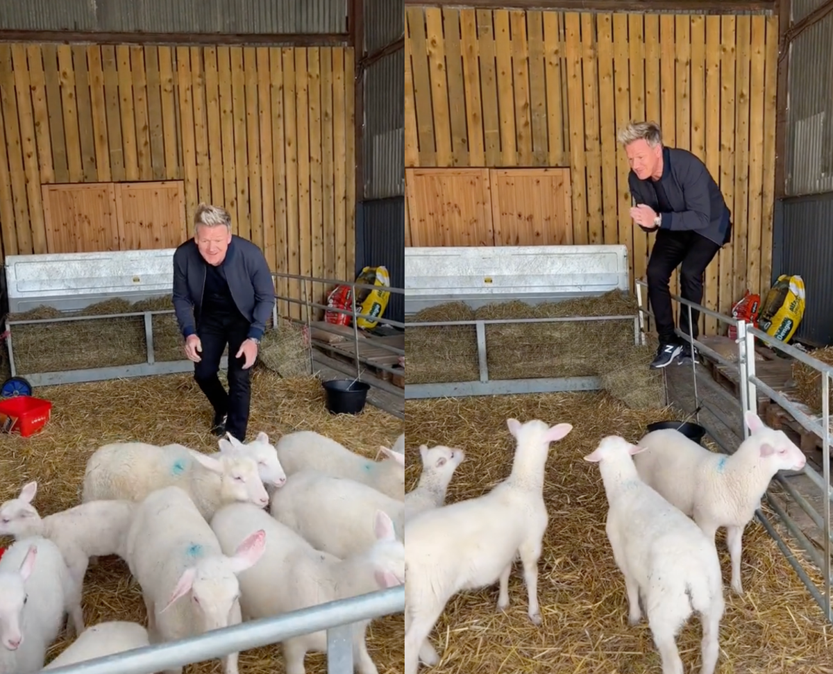 Gordon Ramsay sparks outrage for playfully picking out lambs to ‘eat’: ‘That crosses the line’