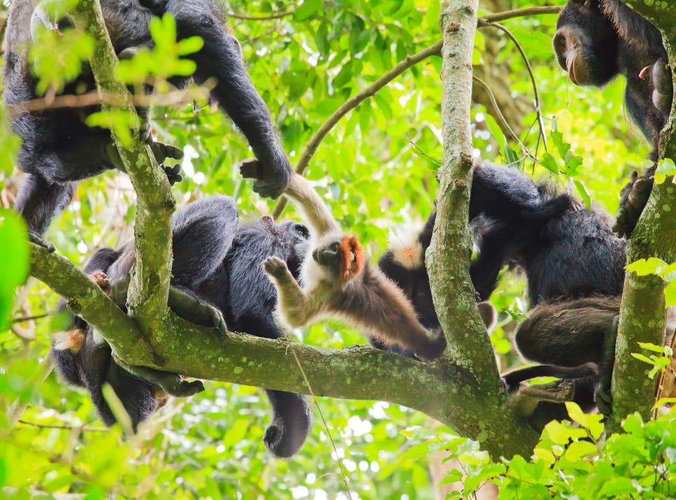 Chimpanzees produce ‘hunting bark’ to co-ordinate group members – study (Kibale Chimpanzee Project/PA)