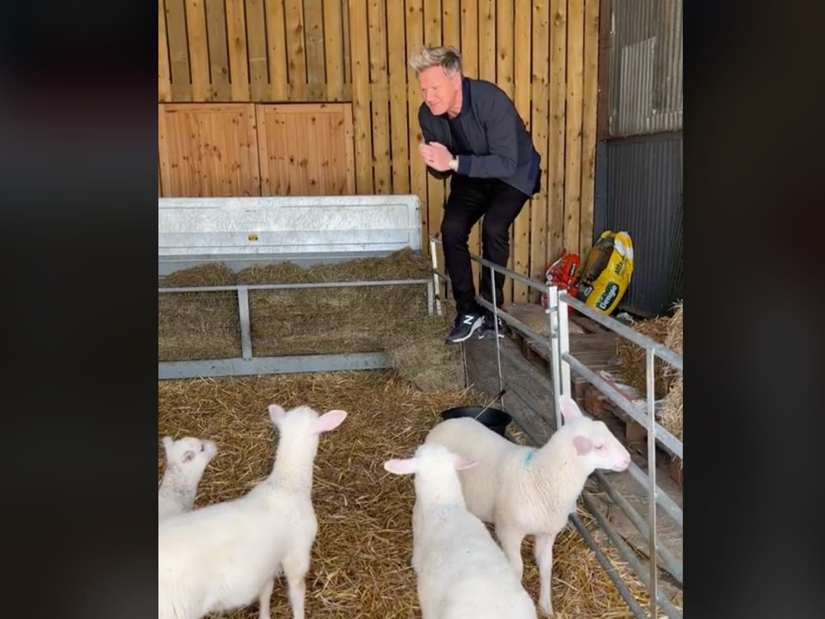 Gordon Ramsay upsets TikTok viewers after picking lamb to eat