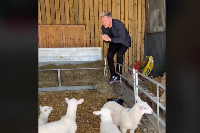 <p>The lamb are seen running away from the celebrity chef as he climbs into their enclosure</p>