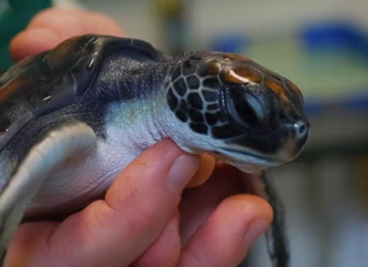 A baby turtle rescued from a Sydney beach had ingested so much plastic it took it six days to excrete it all out, Taronga Zoo said.