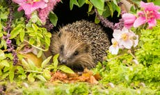 How gardeners can help wildlife through summer and beyond