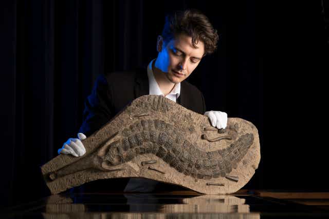 James Spiridion from McTear’s with a 40 million year old fossilised crocodile set to go under the hammer next week (Chris James/McTear’s/PA)