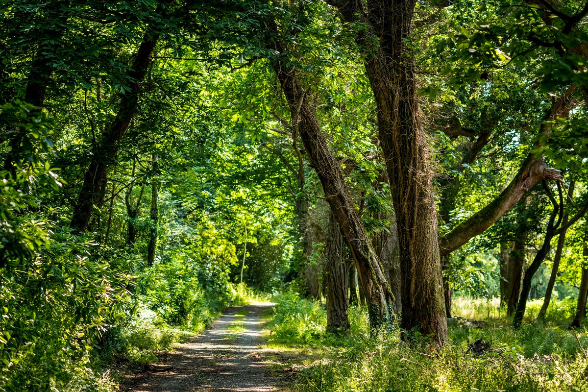 Ancient woodland opened to public after 500 years