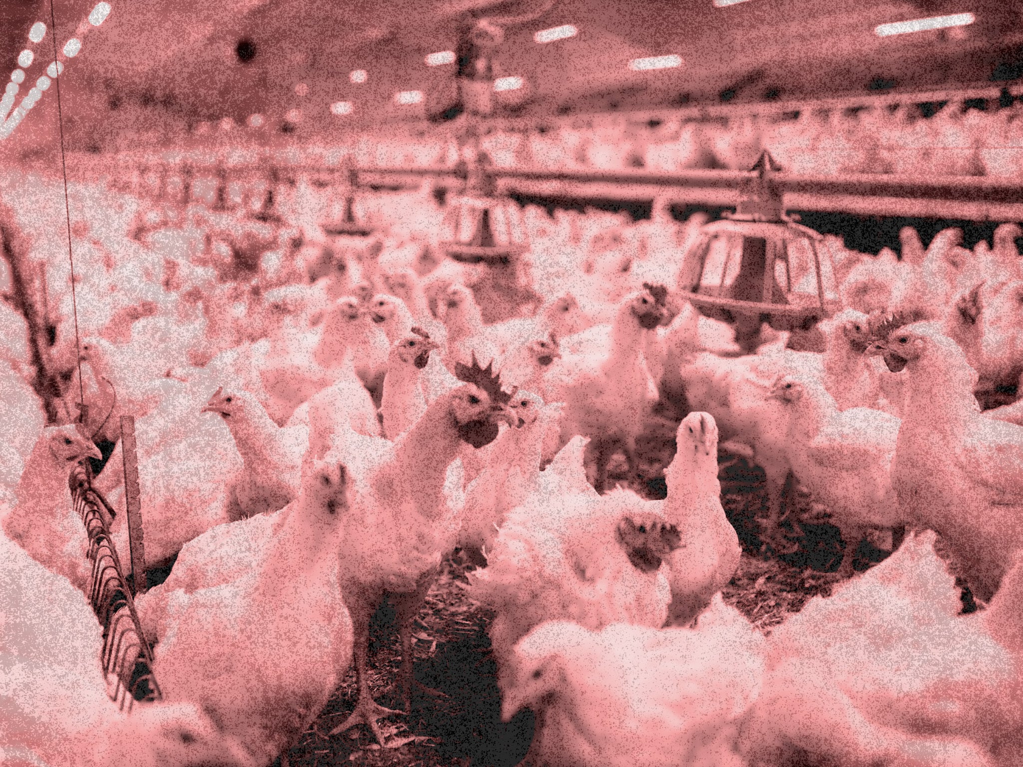 Workers in chicken sheds say they had experienced flashbacks from watching the birds die in extreme heat