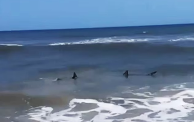 <p>A pair of sharks were spotted off the coast of Florida in knee-deep water, sending beachgoers running from the ocean</p>