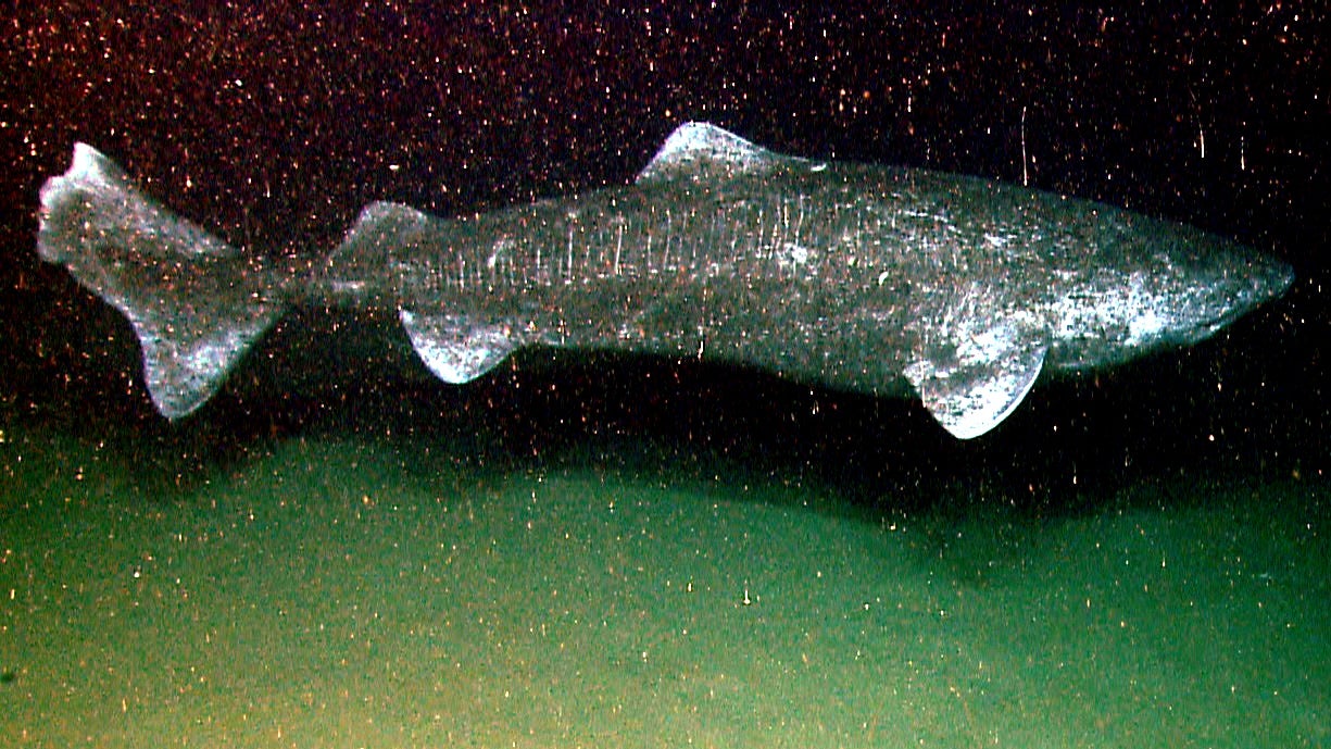 Greenland sharks alive today could feasibly have already been swimming through the depths of the ocean during the time of William Shakespeare as they can live for over 400 years