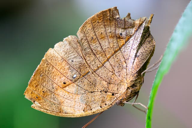 <p>When the blue and yellow-topped wings of Kallima butterflies are folded back, they resemble dead leaves</p>