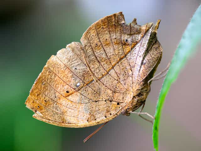 <p>When the blue and yellow-topped wings of Kallima butterflies are folded back, they resemble dead leaves</p>