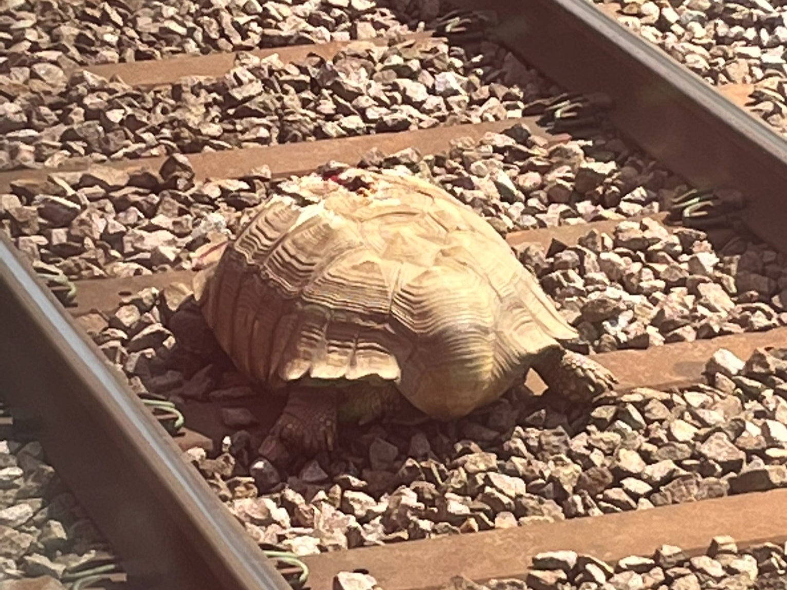 The giant tortoise weighs 60kg and measures at 76cm, and had to be lifted 400m to 500m down the track to safety by four rail workers