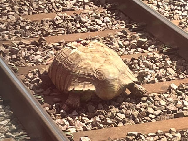 <p>An injured tortoise has been discovered on railway tracks in Norfolk</p>