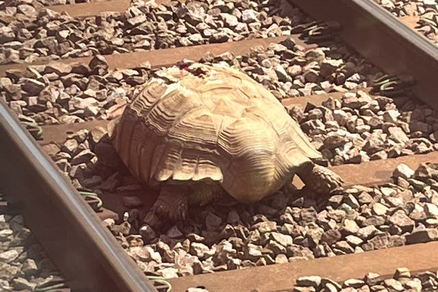 <p>The giant tortoise weighs 60kg and measures at 76cm, and had to be lifted 400m to 500m down the track to safety by four rail workers</p>