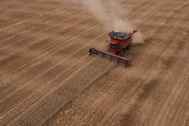 <p>A combine harvester harvests wheat in a field on 22 July in Canterbury, UK.  </p>
