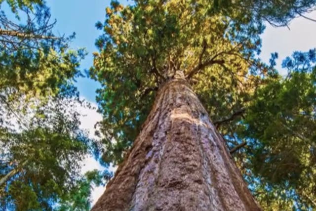 <p>At almost 380 ft, Hyperion, a coastal redwood in California, is believed to be the world’s tallest tree</p>
