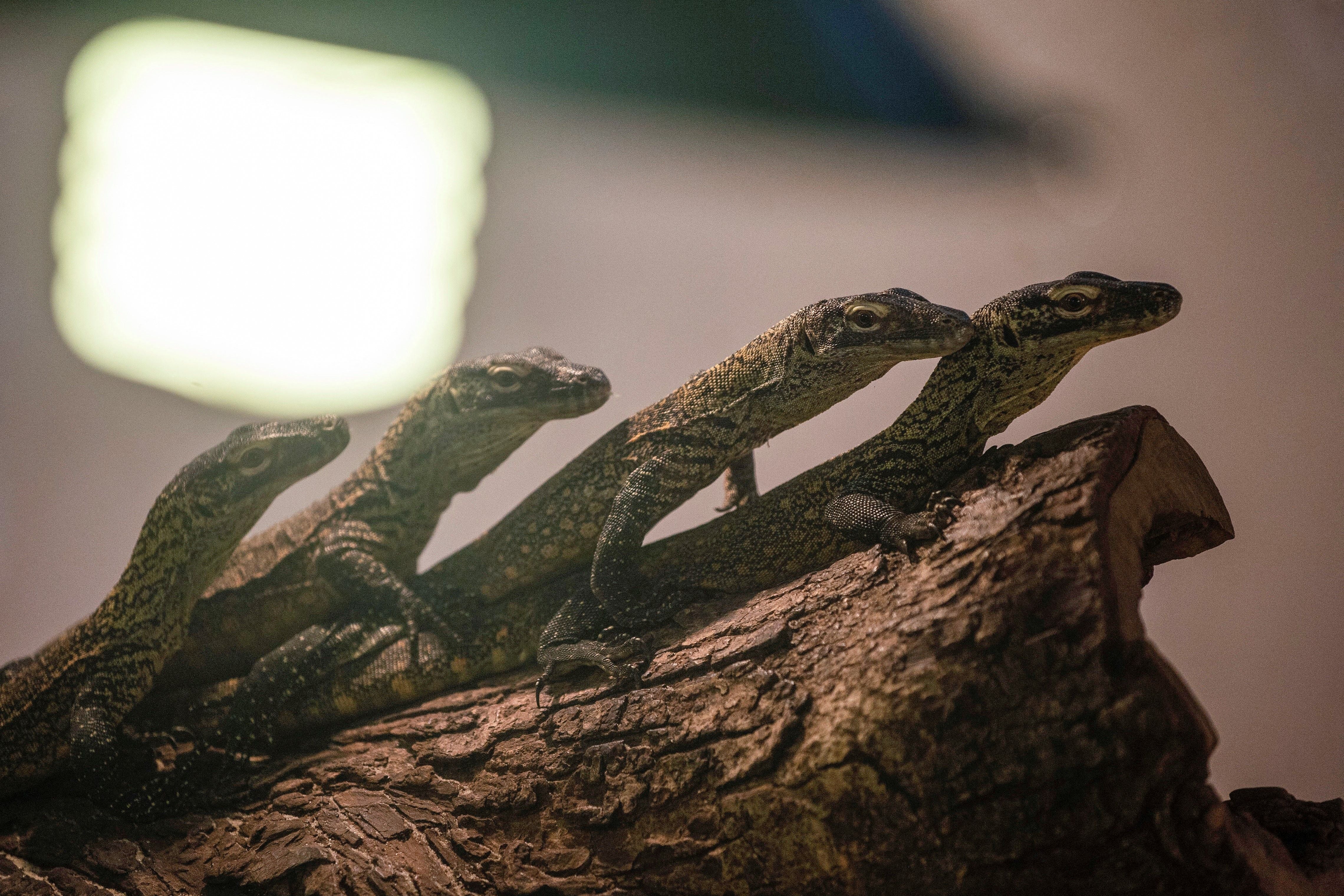 Four-month-old juvenile Komodo dragons, hatched in captivity as part of a breeding programme for the endangered lizard, are seen in their enclosure