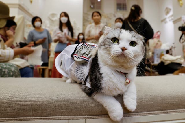 <p>A 5-year-old Scottish Fold cat named Sun wears a battery-powered fan outfit for pets, developed by Japanese maternity clothing maker Sweet Mommy</p>