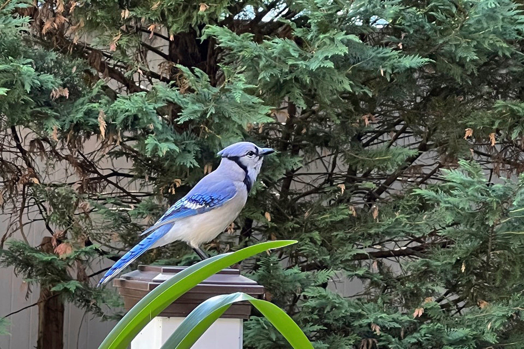 Gardening Attracting Birds