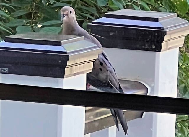 Gardening Attracting Birds