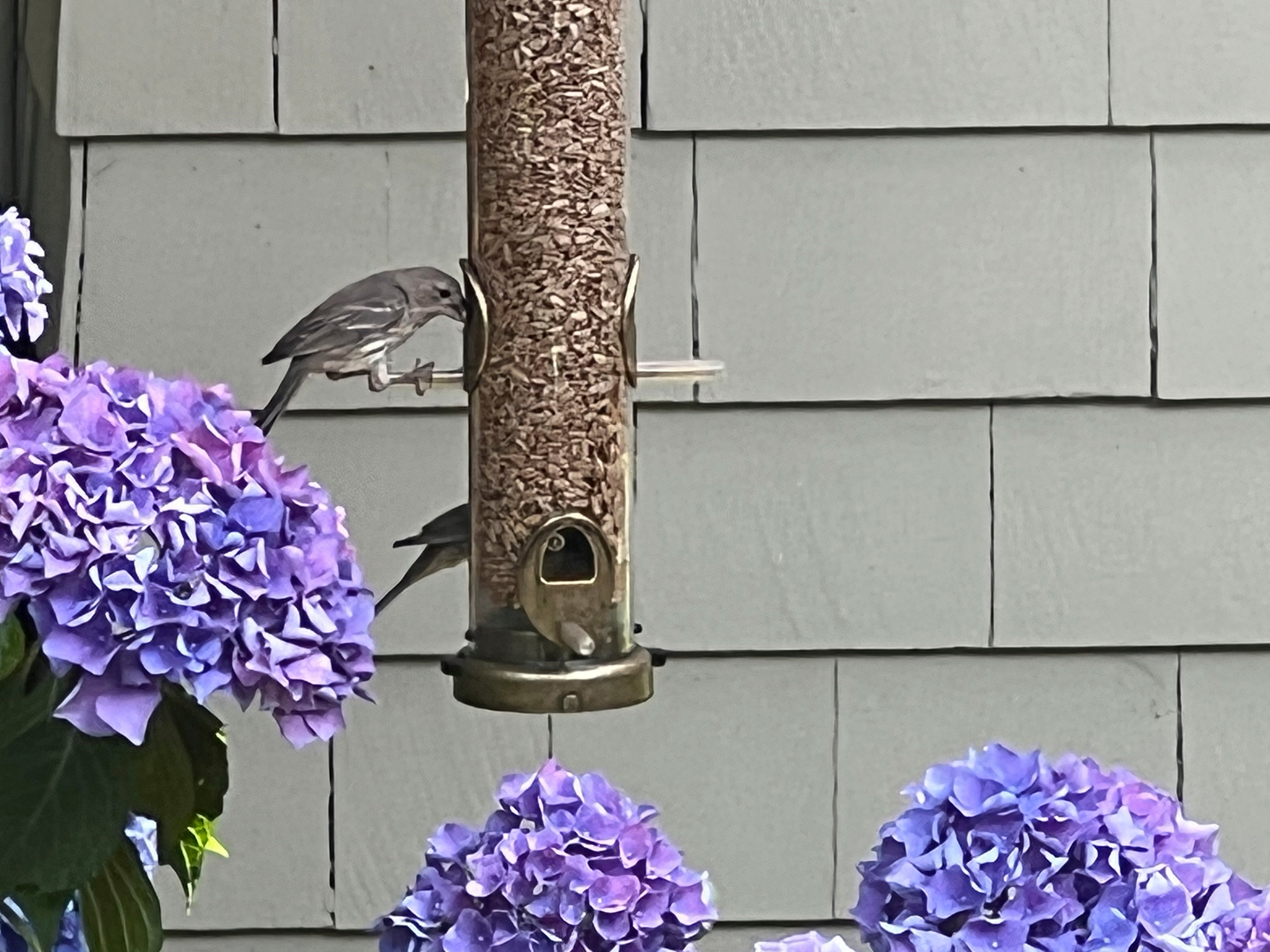 Gardening Attracting Birds