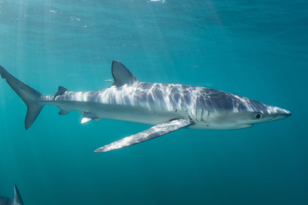Scientists discover another animal that can change colour