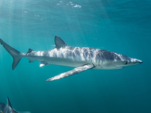 <p>The shark may have been hauled onboard via a net  </p>