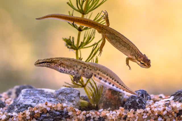 <p>Newts ability to recall limbs was not previously well understood</p>