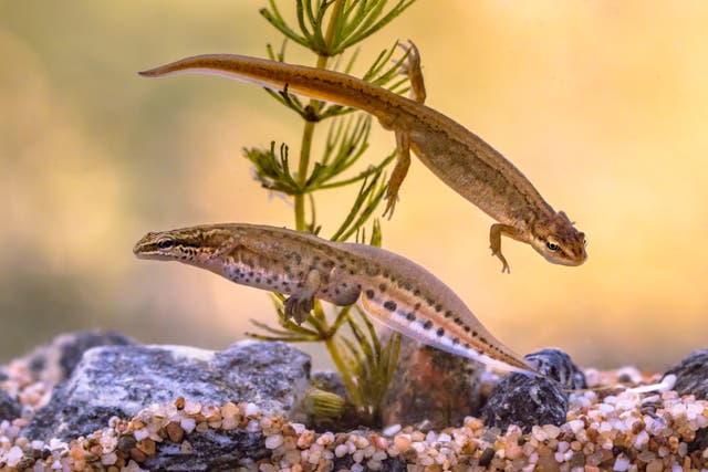 <p>Newts ability to recall limbs was not previously well understood</p>