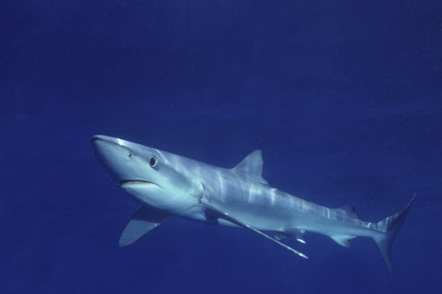 australia shark attack game