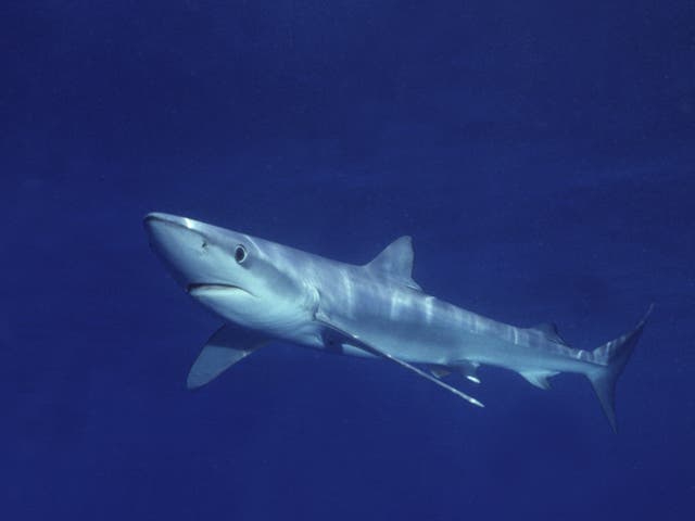 <p>The bite was analysed by specialsts and they determined it was from a Blue Shark </p>