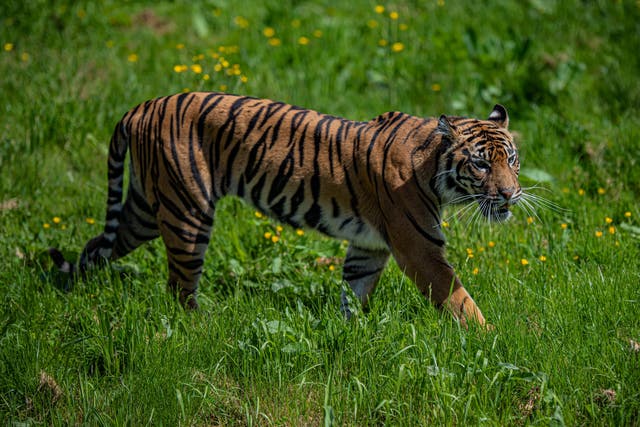 Dash is said to have settled into his new surroundings (Chester Zoo/PA)