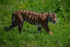 Sumatran tiger wanders into plantation camp in Indonesia and injures sleeping worker