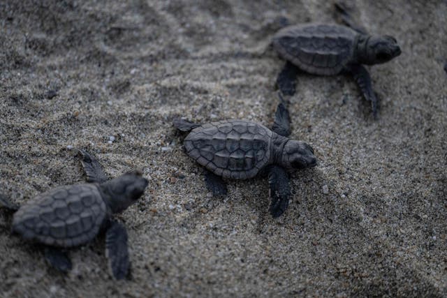 <p>Loggerhead turtle hatchlings make their way to the ocean in Venezuela</p>