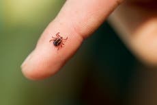 Mother reveals her three-year-old son contracted Powassan virus from a tick bite