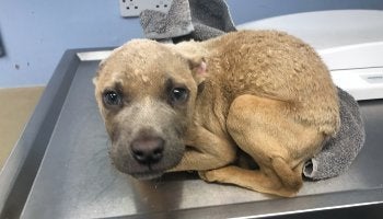 Puppy Chance was abandoned in Liverpool