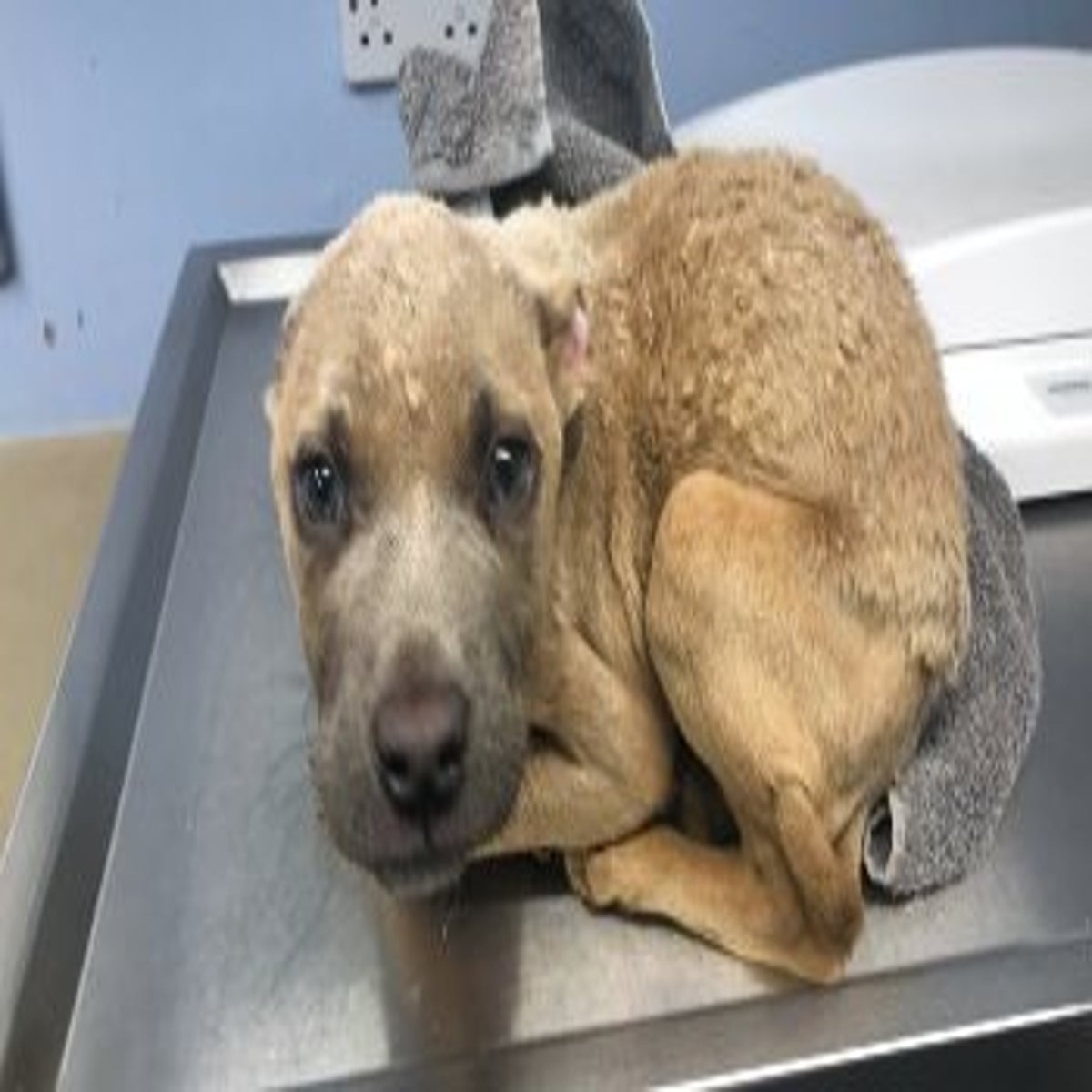 Porn Videos With Animals Dog cruelty on the rise since Covid pandemic as RSPCA gets 10 calls of  abuse per hour | The Independent