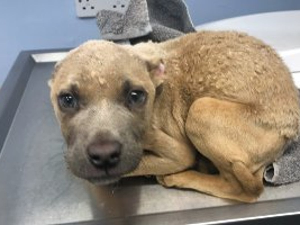 Absed Dogs Neglected And Abused Dogs
