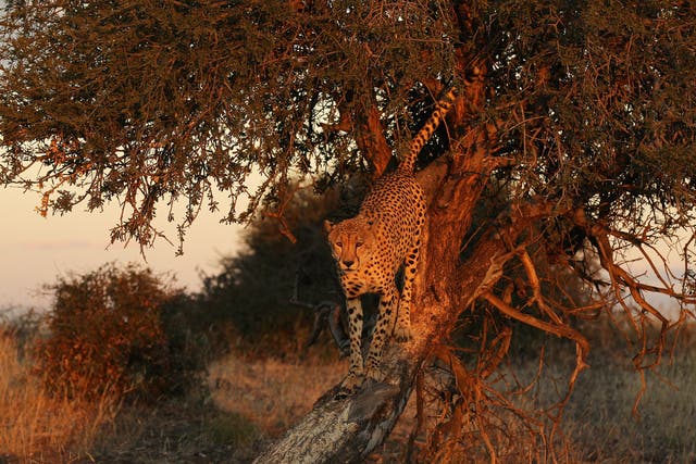 <p>A cheetah in a tree at the Mashatu game reserve in Botswana </p>
