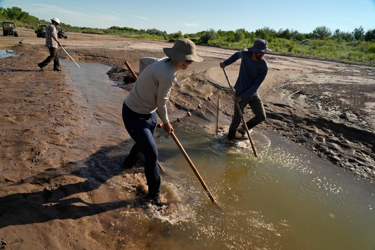 A race to save fish as Rio Grande dries, even in Albuquerque The