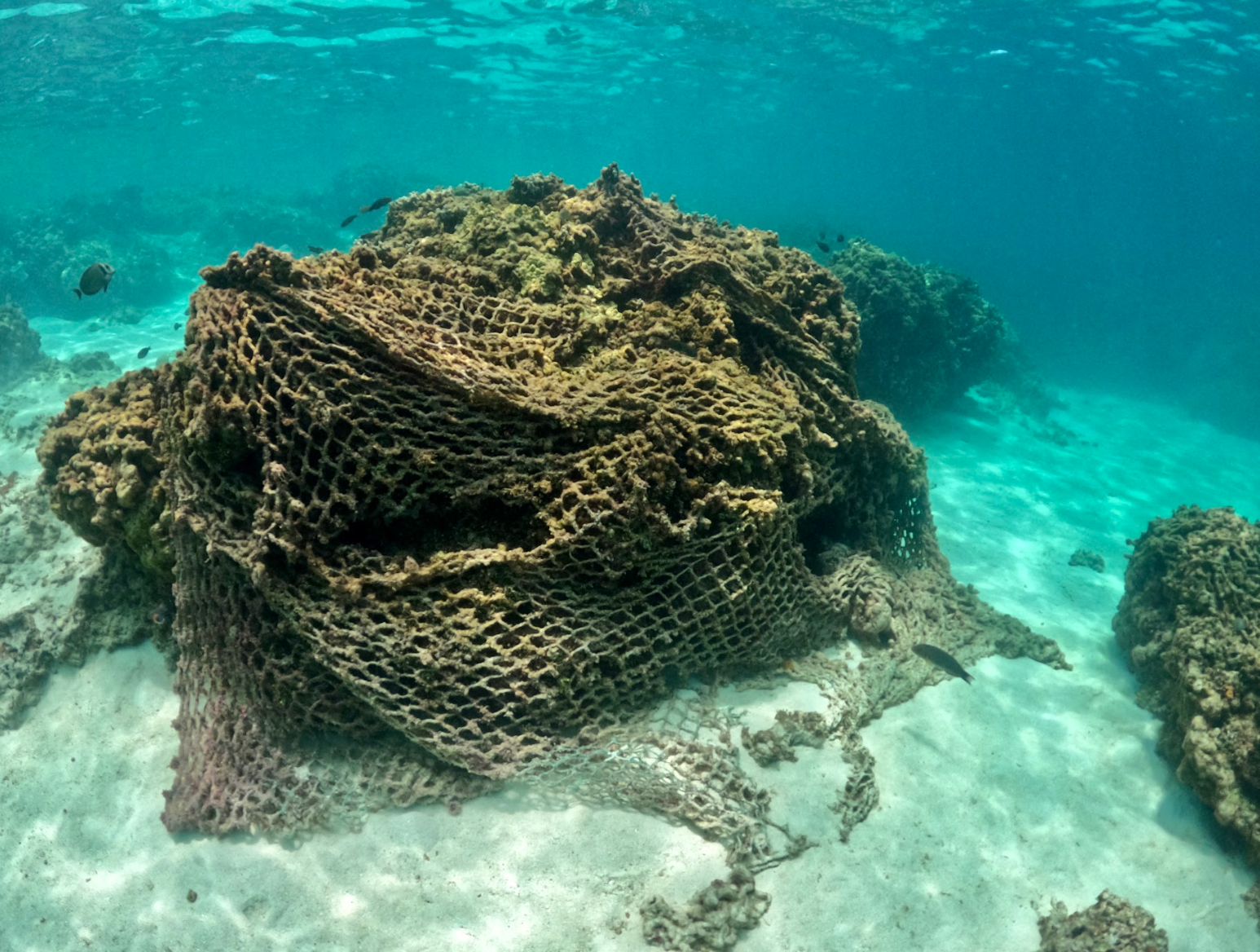 Derelict fishing net at Kāmole, Laysan Island in Hawaii